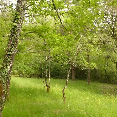 Arborea, Nuits Insolites Au Coeur De La Foret *