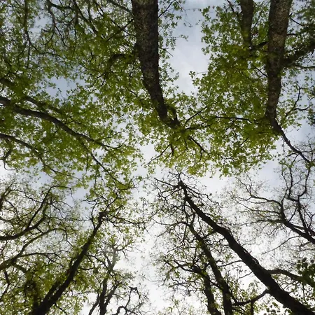 Arborea, Nuits Insolites Au Coeur De La Foret